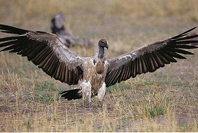 《寂静岭f》新实机演示 女主角手持钢管前进